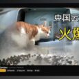 街貓火到國外啦！國外網友為中國云養貓創建貓咪檔案、投票、記錄...直播 35
